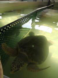 Jornada de profesores en Oceanogràfic.